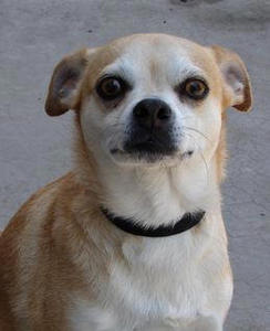 Paco - Adopted!