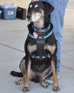 Jeffrey - Adopted!