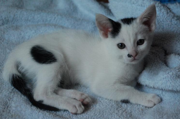 Oscar--Adopted!!