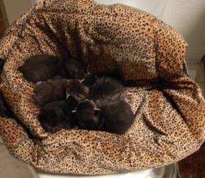 Gigi_and_5_kittens_005