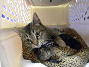 Gigi_and_5_kittens_017