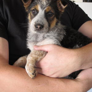 TigerLilyIMG_0029