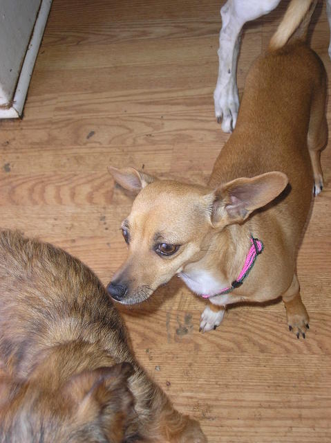 Doggies 006