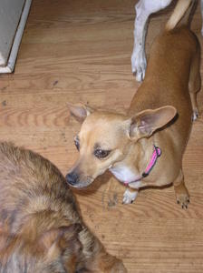Doggies 006