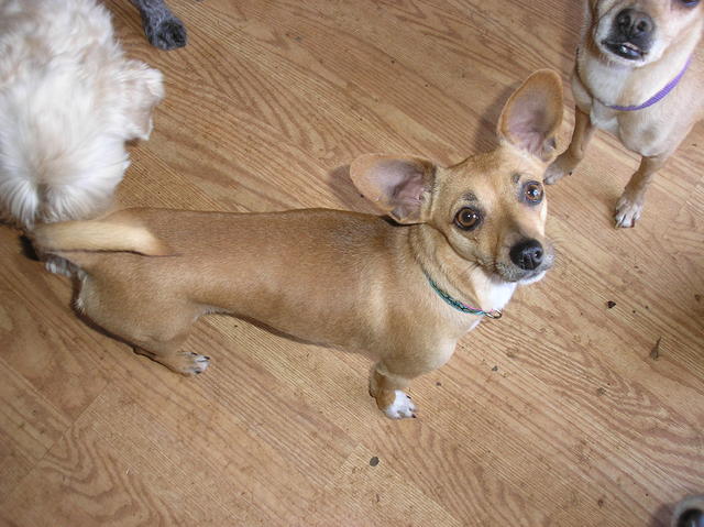 Doggies 012
