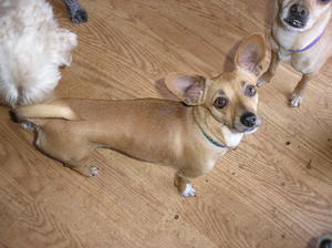 Doggies 012