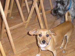 Doggies 014