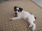 Sparky - Adopted!