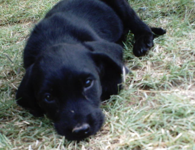 Murphy - Adopted!