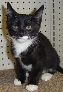 Ninja--Adopted!!