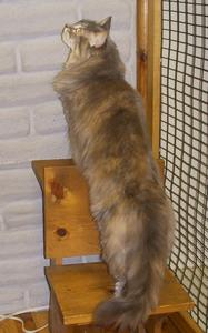 zoey2-adopted