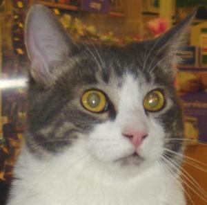 Smokey--Adopted!!