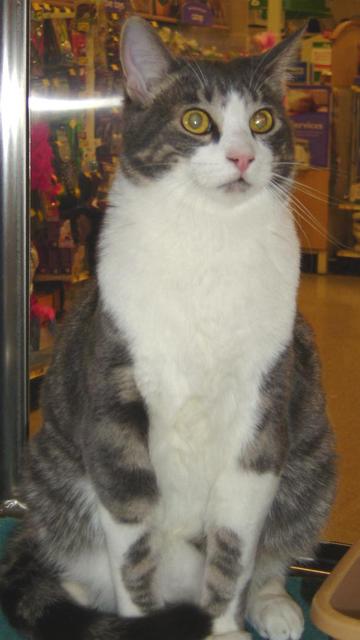 Smokey--Adopted!!