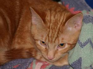 Tangerine Dream--Adopted!!