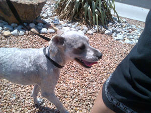 Neddy2
