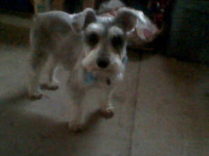 Sammy3