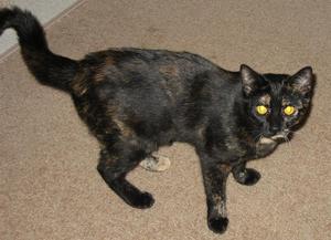 Rosie--Adopted!!