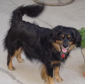 Spanky - Adopted!