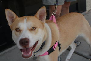 Yabu - Adopted!