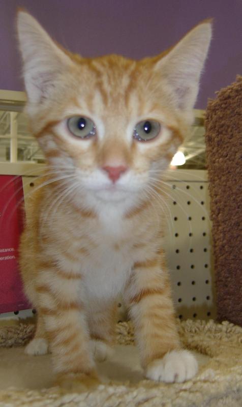 Peanut--Adopted!!