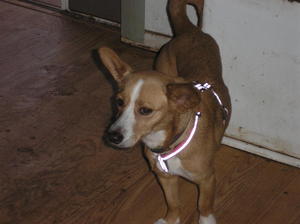 Doggies 005