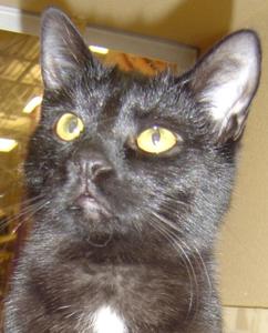 Ronin--Adopted!!