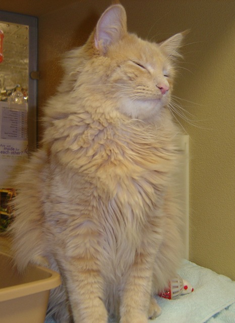 Pickles--Adopted!!