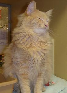 Pickles--Adopted!!