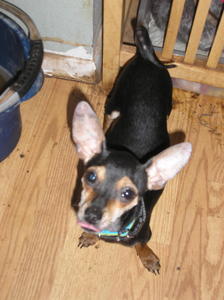Doggies 013