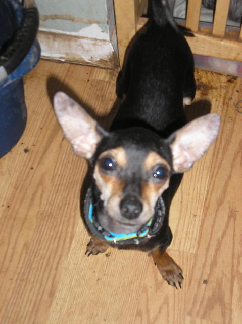 Doggies 014