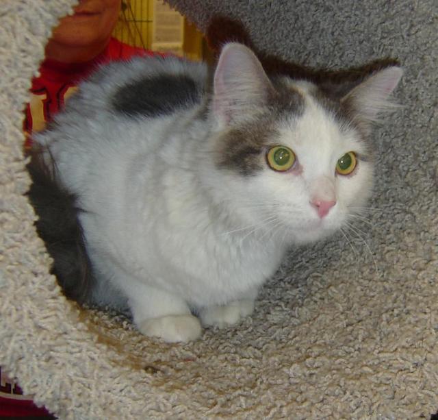 Tabitha--Adopted!!