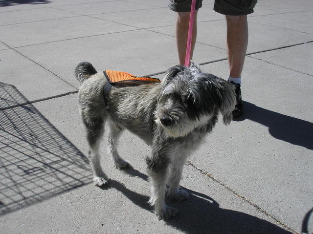 Doggies 051