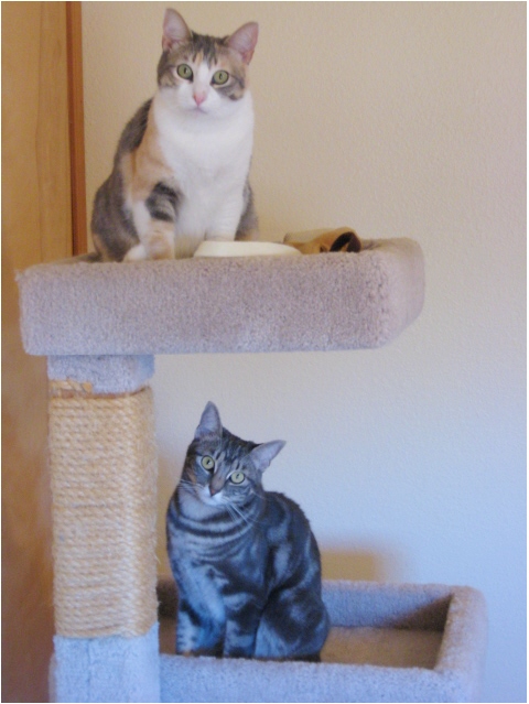 Mamacita and Cosette - Adopted!!